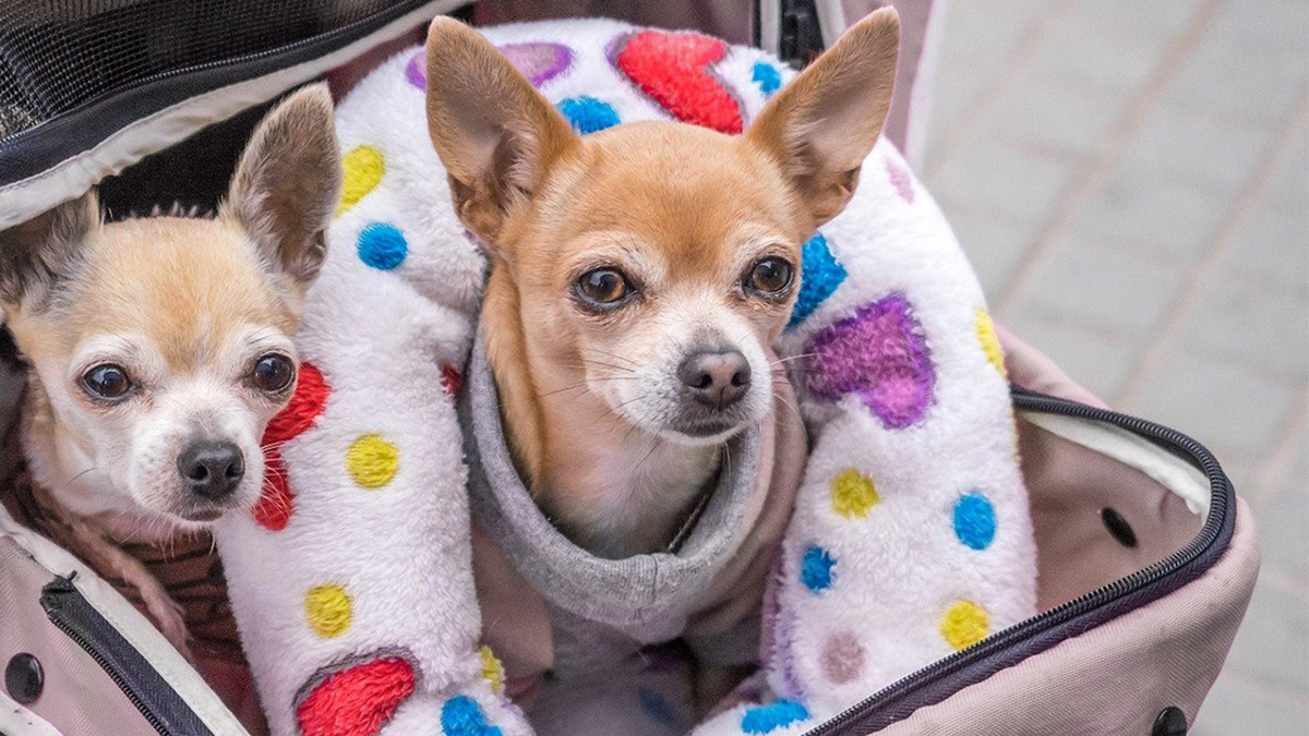 Family fading, and dogs are surrogates for children