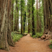 California has a forest of problems, but there's a way out.