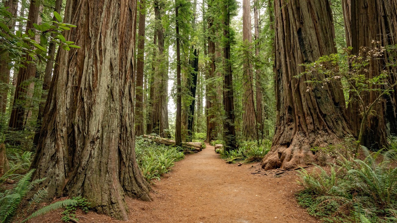 California has a forest of problems, but there's a way out.